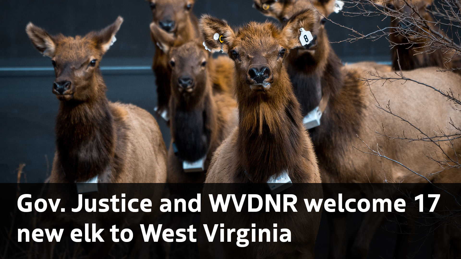 Gov. Justice And WVDNR Welcome 17 New Elk To West Virginia